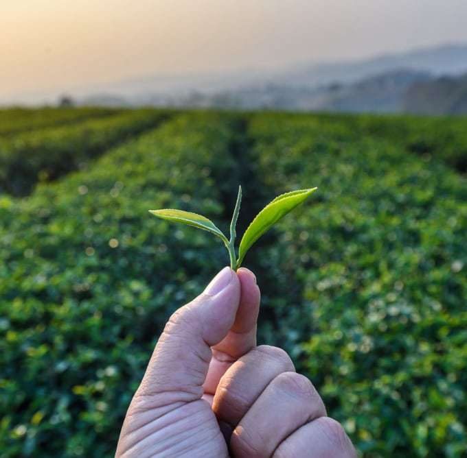 trà nõn tôm, trà đinh ngọc, trà thái nguyên, chè thái nguyên, trà tân cương, chè tân cương, trà đinh ngọc, chè đinh ngọc