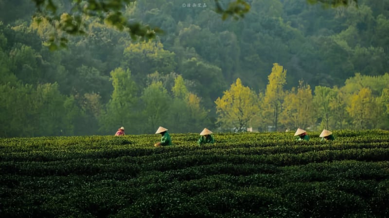 “Tiền đắng hậu ngọt” ở trà xanh Thái Nguyên
