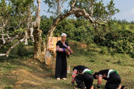 Trà cổ thụ: Cây càng cao, tuổi càng lớn? 1