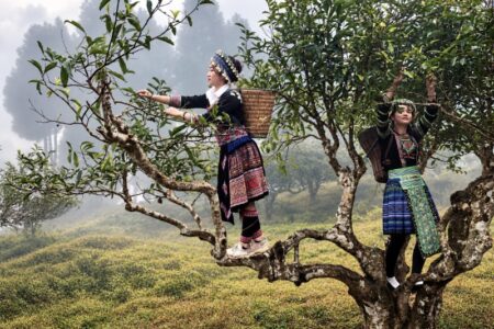 Suối Giàng - Miền trà Shan Tuyết cổ thụ 8