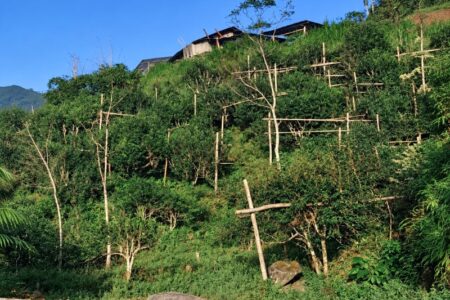 Hương vị trà Shan Tuyết trên những đỉnh núi Hà Giang 2